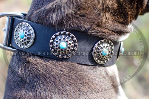 American Pitbull Lederhalsband mit Nieten Dekor