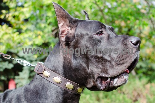 Leather and brass dog collar solid for Great Dane