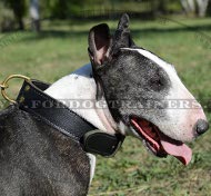 Two-ply Leather Collar for Bull Terrier