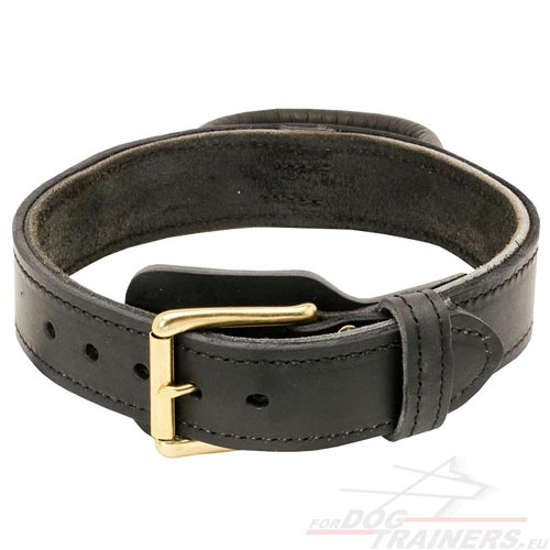 Universal dog collar for training and walking Pitbull