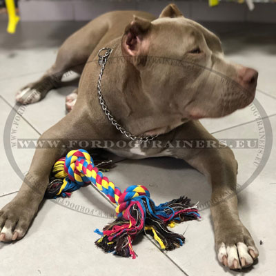 Collier étrangleur pour chien chaine inox en acier inox