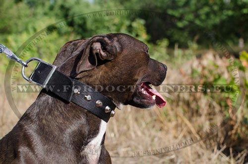 Collier nylon pour Pitbull Largeur confortable