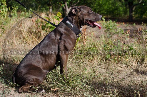 ID Halsband fr Pitbull Training