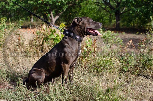 Comfortable collar for Pitbull made of strong nylon