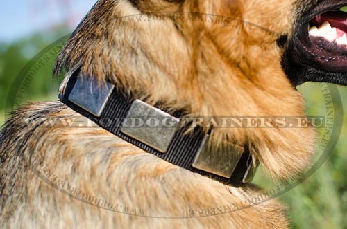 Excellent wide nylon collar for comfortable walks