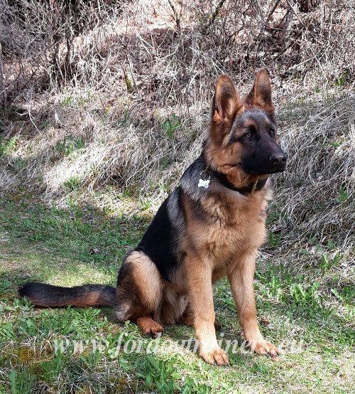 Collier doublé pour chien de service et chien de protection
