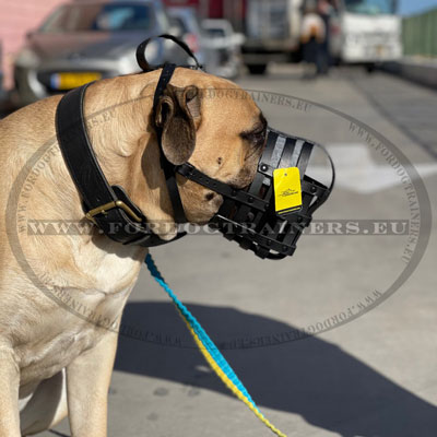 Collier cuir molosse bullmastiff