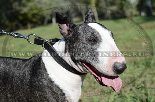 Bull Terrier en collier Ã©trangleur en cuir plat