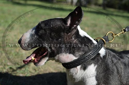 Collier efficace pour éducation du Bull Terrier