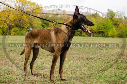 Collier en cuir pour Malinois Pratique
et Utile