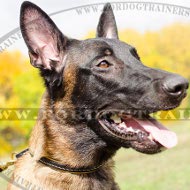 Collare a strozzo in pelle naturale per Malinois