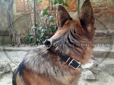 collier trangleur cuir pour chien avec fermeture mtal