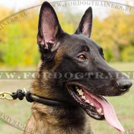 Collier trangleur pour Malinois | Collier en cuir rond⚫