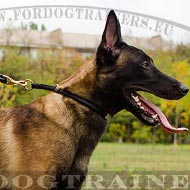 Collier de formation pour Malinois | Collier Fiable Cuir➤