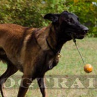 Collare a strozzo in pelle naturale per Malinois