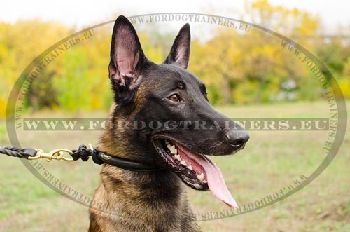 Collier en cuir pour meilleur contrle du Malinois