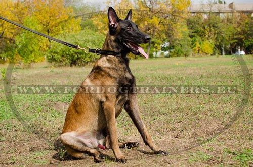 Malinois avec Collier étrangleur en double cuir