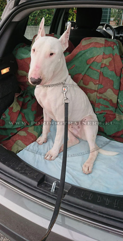 Collier trangleur pour bull terrier chaine inox