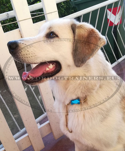 Collier chaine trangleur pour labrador