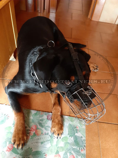 Collier trangleur pour gros chien Rottweiler