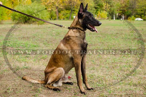 Collier en cuir de premier choix pour Malinois