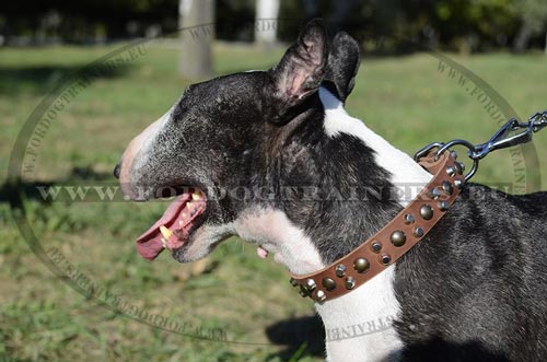 Collier confort pour Bull Terrier Cuir souple