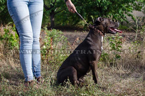 Pitbull leather collar, riveted for
durability 