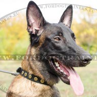 Collare in pelle naturale con borchie rotonde per Malinois