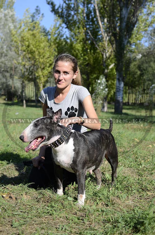 Collier dcor pour Bull Terrier Qualit Irrprochable