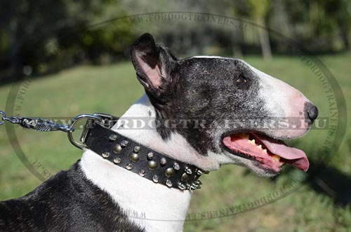 Collier solide pour Bull Terrier