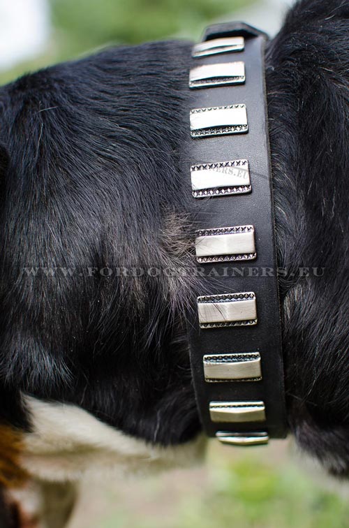 Functional Dog Collar for Swiss Mountain Dog
