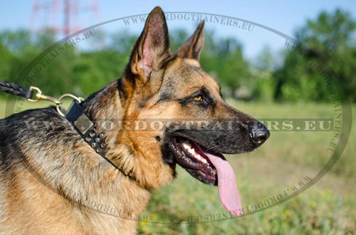 Elegant
German Shepherd wearing his reliable collar