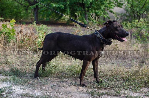 Walking Leather Collar with Oval Decorations for Pitbull