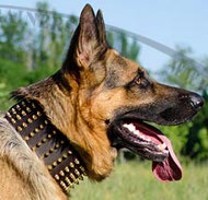 Exklusives Lederhalsband mit Spikes fr Deutscher Schferhund