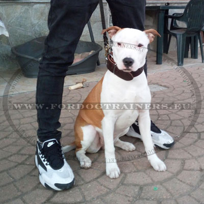 Large collier de chien Amstaff en cuir