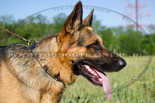 Hand crafted and hand decorated leather dog collar for muscular German Shepherd 