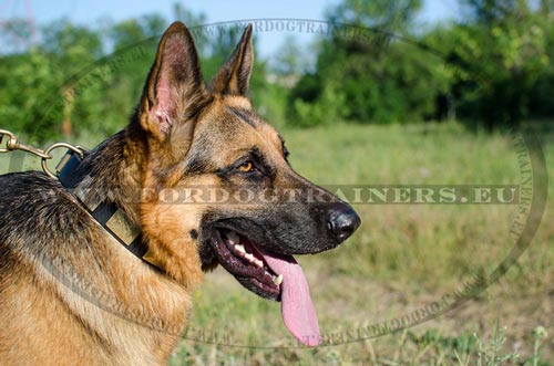 Wonderful top-notch leather collar for German Shepherd