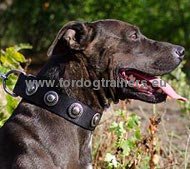 Hundehasband Nylon mit Silber-Schmuck!