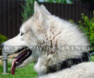 Siberian Husky Leather Collar with Embossed Plates ⚫