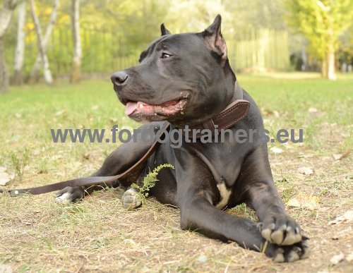 Braunes Lederhalsband fr Pitbull Training