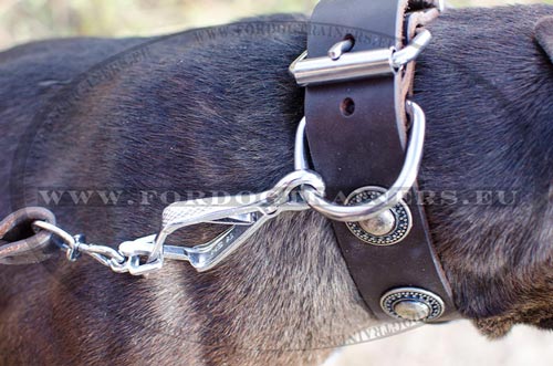 Modisches Pitbull Halsband