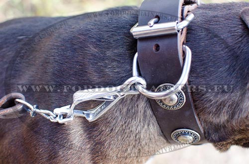 Fashionable Pitbull Collar