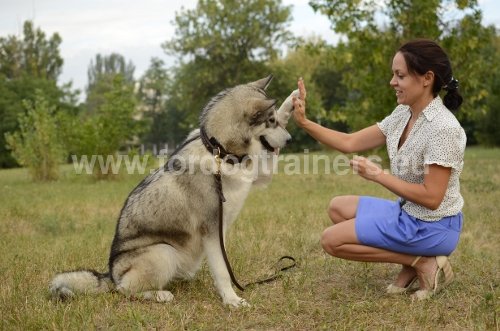 Laisse de formation en cuir pour
            Laika de Sibérie