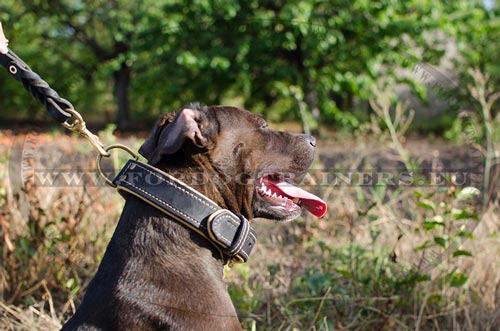 Hundehalsband mit weier Leder-Polsterung fr Pitbull