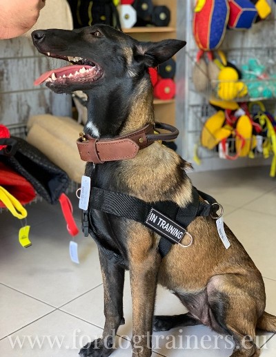 Malinois belge collier attaque protection
