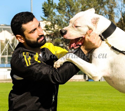 Collier chien obéissance en cuir