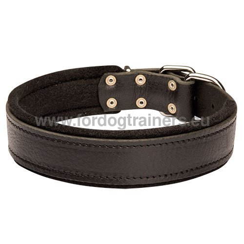 GSD Leather Dog Collar Padded
