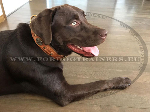 Labrador collier en cuir dcor de tresses