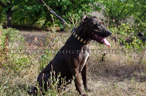 Collier parfaitement adapt  Pitbull Cuir et Laiton