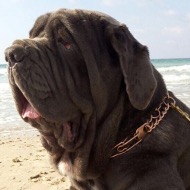 Prong Collar for Neapolitan Mastiff | Big Dog Pinch Collar